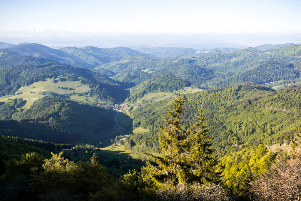 Schwarzwald im Sommer von oben