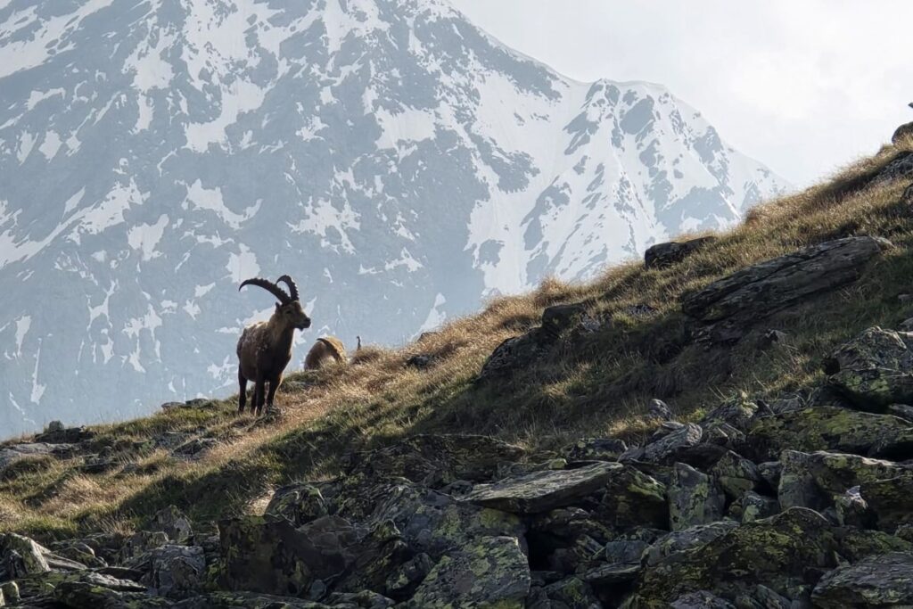 Steinböcke in den Alpen