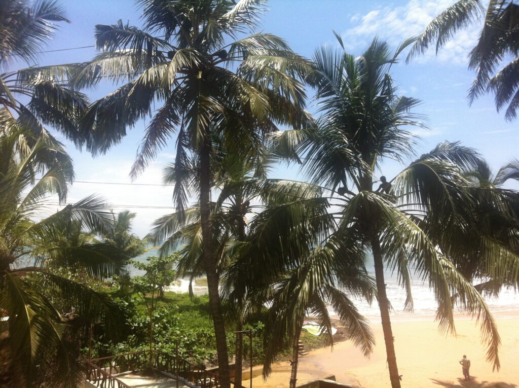 Kokospalmen am Strand von Sri Lanka