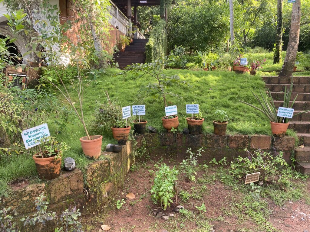 Kräutertöpfe stehen auf Steinmauer im Somatheeram Ayurveda Resort
