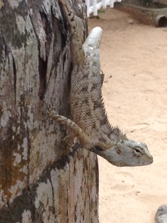 Echse am Baum auf Sri Lanka
