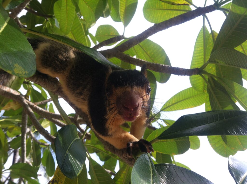 Riesenhörnchen auf Sri Lanka