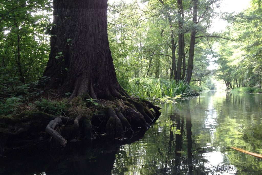 Einzigartige Natur im Spreewald