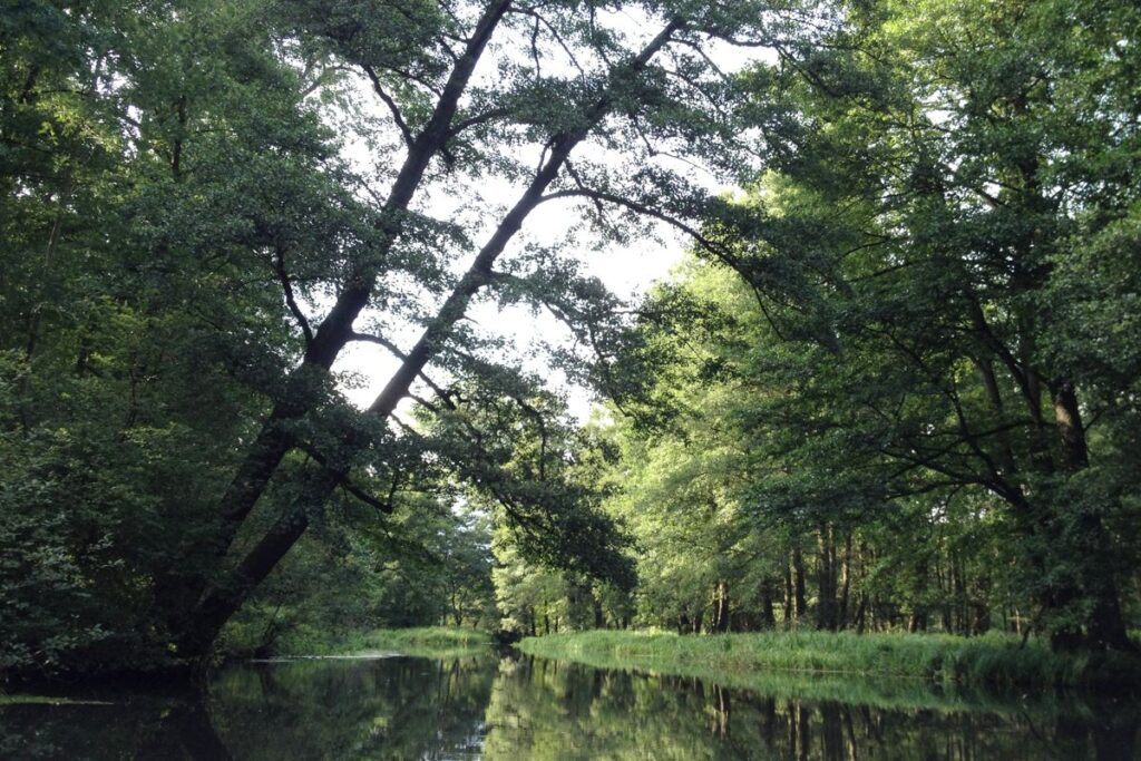Auenlandschaft Spreewald