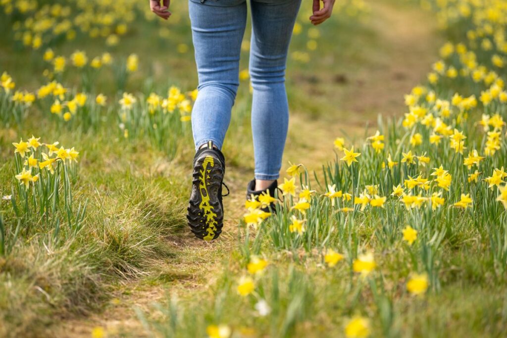 Eifel: Narzissenwiesen im Oleftal