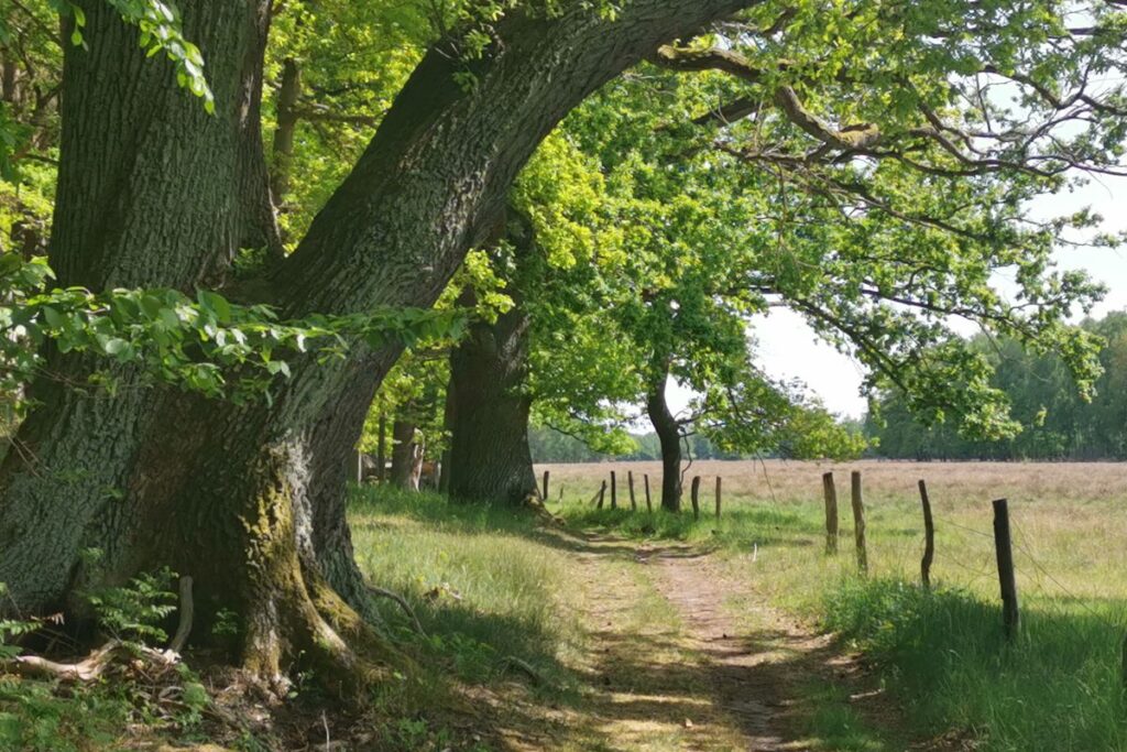 Mecklenburgische Seenplatte - wandern