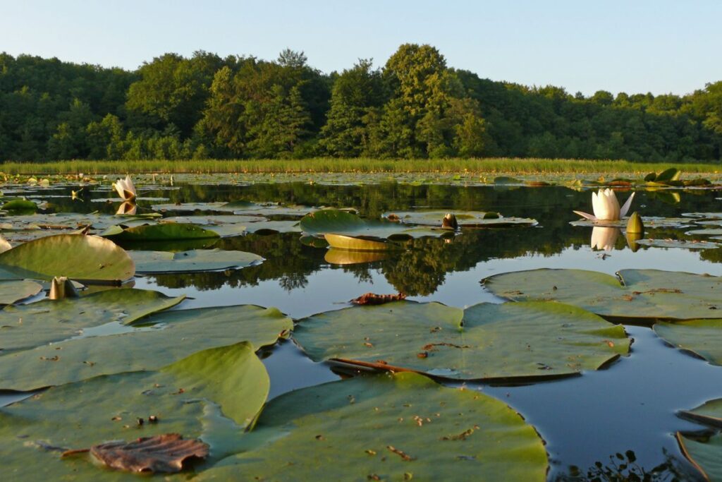 Mecklenburgische Seenplatte, Ziersee