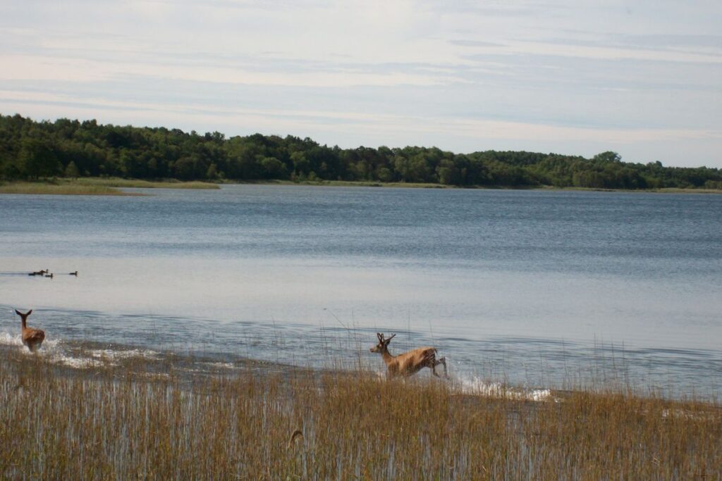 Mueritz Rederangsee Nationalpark