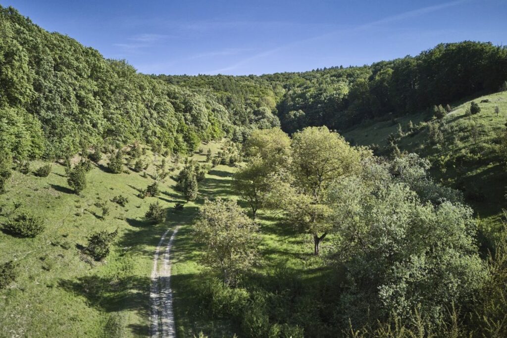 Reinhardswald in Nordhessen