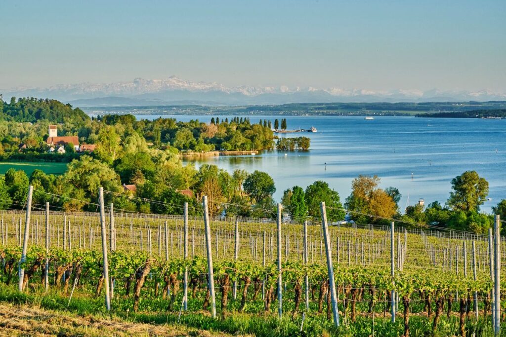 Deutsche Bodenseeseite mit Weinreben